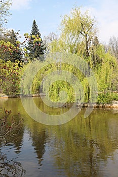 Landscape shot with fresh green grass, a small pond, surrounded by green trees, in a beautiful park