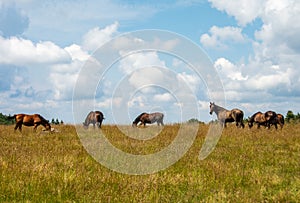 Landscape shot of a group of horses grazing in a field on a cloudy day