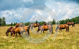 Landscape shot of a group of horses grazing in a field on a cloudy day