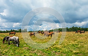 Landscape shot of a group of horses grazing in a field on a cloudy day