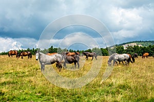 Landscape shot of a group of horses grazing in a field on a cloudy day