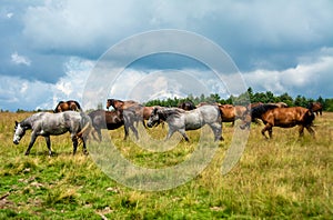 Landscape shot of a group of horses grazing in a field on a cloudy day