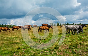 Landscape shot of a group of horses grazing in a field on a cloudy day