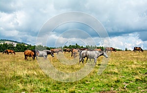 Landscape shot of a group of horses grazing in a field on a cloudy day