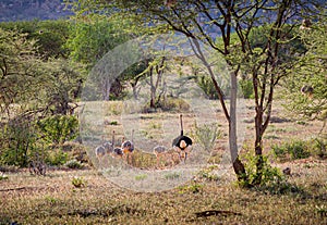 Landscape shot of Kenya with grazing family of ostriches