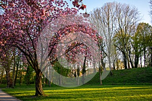 Landscape shot of a park of cherry blossom trees