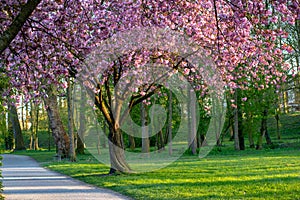Landscape shot of a park of cherry blossom trees