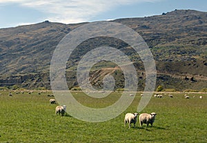 New Zealand Sheep Farm