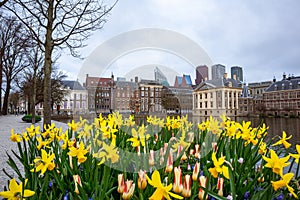 A landscape shot of spring flower daffodils blooming in the city of The Hague,The Netherlands