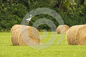 Landscape shot of a stork on a roll of hay in a field in France