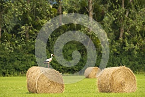 Landscape shot of a stork on a roll of hay in a field in France