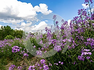 Landscape shot taken upwards through a field of purple wildflowers to the green trees and bright blue cloudy sky in the background