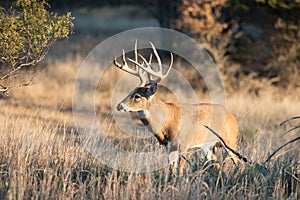 Landscape shot of whitetail deer