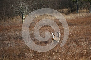 Landscape shot of a whitetail deer