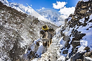 Landscape showing the Himalayan mountains and a yak carrying load around the Mount Everest, Nepal.