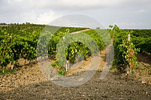 Landscape in Sicily, Menfi Ag