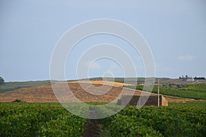 Landscape in Sicily, Menfi Ag photo