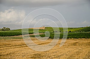 Landscape in Sicily, Menfi Ag