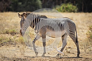 Landscape side view of full body Grevy`s Zebra walking in full sun in Samburu Kenya