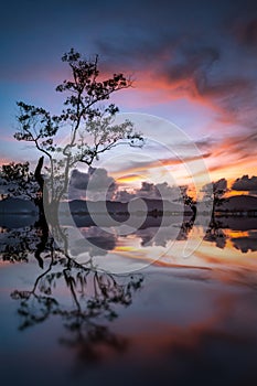 Landscape with Silhouette single tree reflection