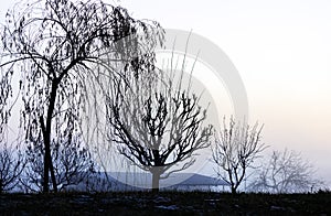 Landscape with silhouettes of leafless trees in a blue dawn.