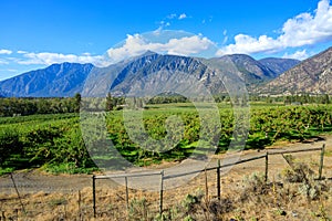 Landscape Similkameen Valley Apple Tree Orchard photo