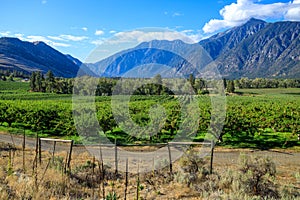 Landscape Similkameen Valley Apple Tree Orchard photo