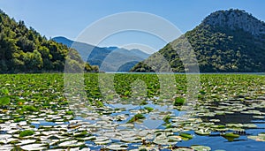 The landscape Skadar lake with water lilies. Against the light