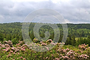 Landscape and sky at Dolly Sods wilderness, West Virginia, USA
