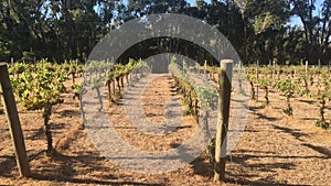 Landscape a small vineyard in Western Australia