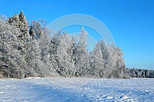 Landscape of snow-covered field and trees are spruce and birch