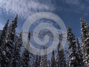 Landscape with snow-covered trees below the majestic rock face of Mount Edith Cavell in Jasper National Park, Canada.