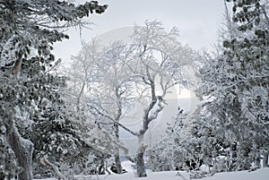 Landscape with snow-covered trees on the mountainside