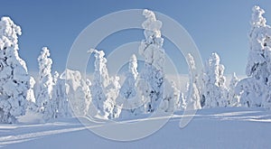 Landscape with snow covered trees in snowy forest. Finnish Lapland