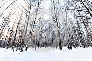 Landscape of snow-covered urban park in winter