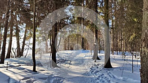 Landscape with snow forest and sun in winter or early spring day