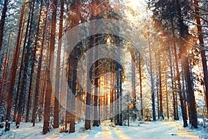 Landscape snow forest in winter