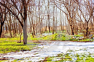 Landscape. Snow lies on green grass in a grove with bare trees on a sunny spring day