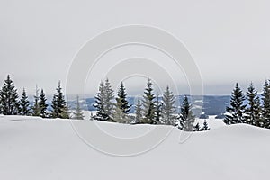 Landscape of snow on pine trees on hill