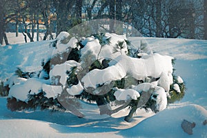 Landscape with snow and tree