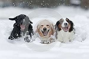 small animals in the snow playing together photo