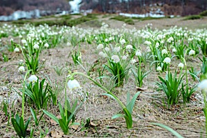 Landscape of snowdrops field in spring