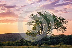 Leafy tree over the colorful sunset sky, beautiful nature background. photo