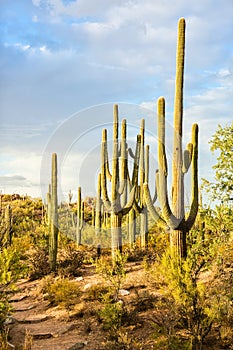 Landscape of the Sonoran Desert with Saguaro cacti, Saguaro National Park, southeastern Arizona, United States