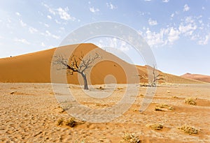 A landscape of Sossusvlei red dune