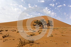 A landscape of Sossusvlei red dune