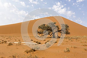 A landscape of Sossusvlei red dune