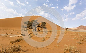 A landscape of Sossusvlei red dune
