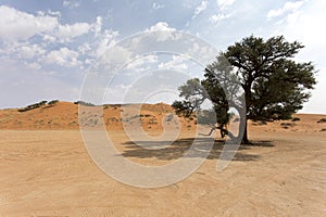 A landscape of Sossusvlei red dune