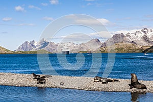 Landscape of South Georgia with seals